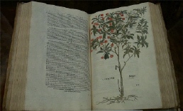 De Historia Stirpium