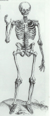 Skeleton by Calcar