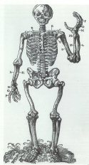 Skeleton in Osteotome